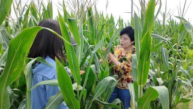 市農業農村局積極應對強降雨天氣，全力保障玉米種植穩產豐收