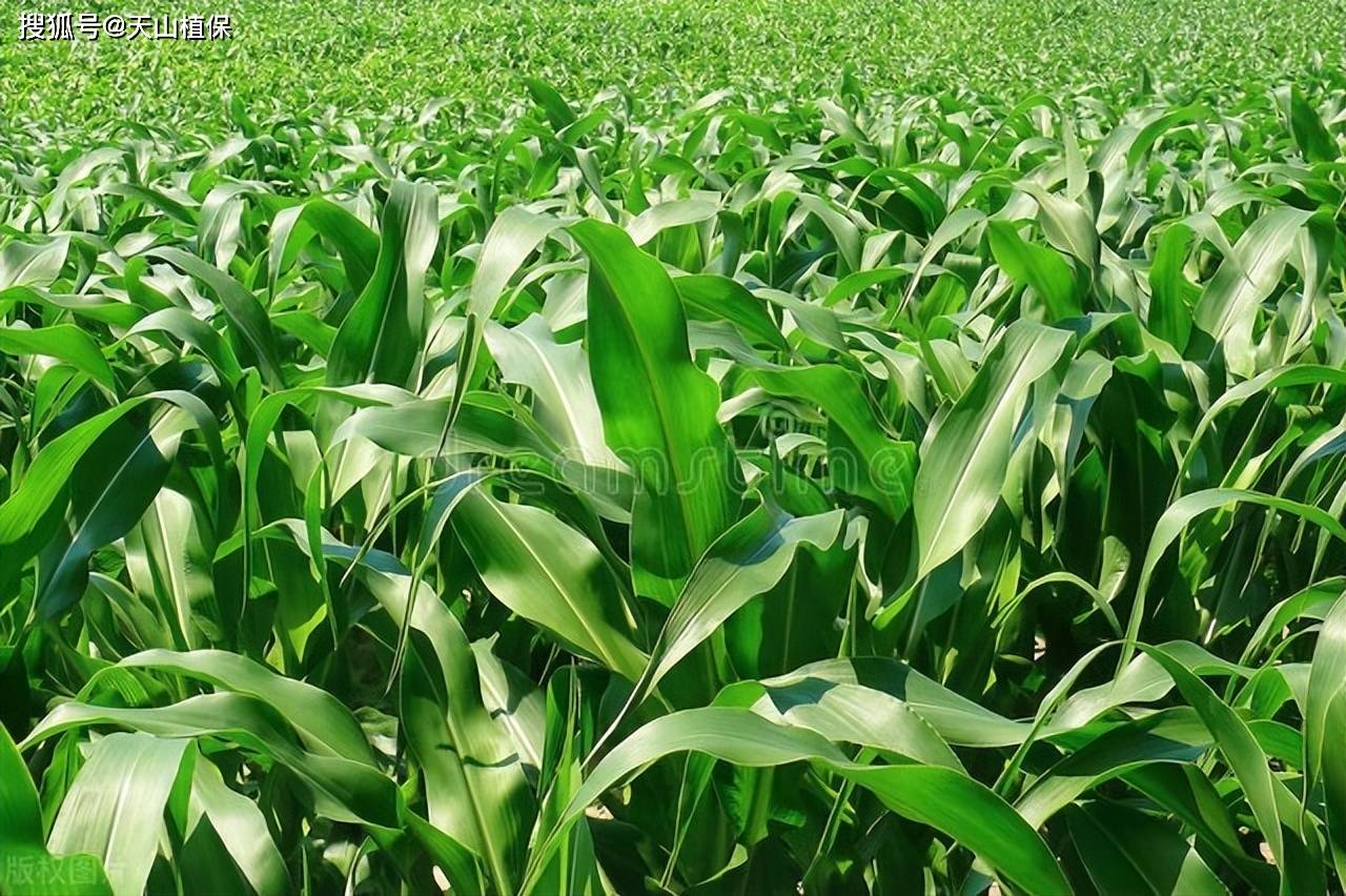 復播青貯玉米種植技術要點