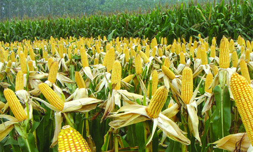 玉米種植方法全攻略 – 惠農網