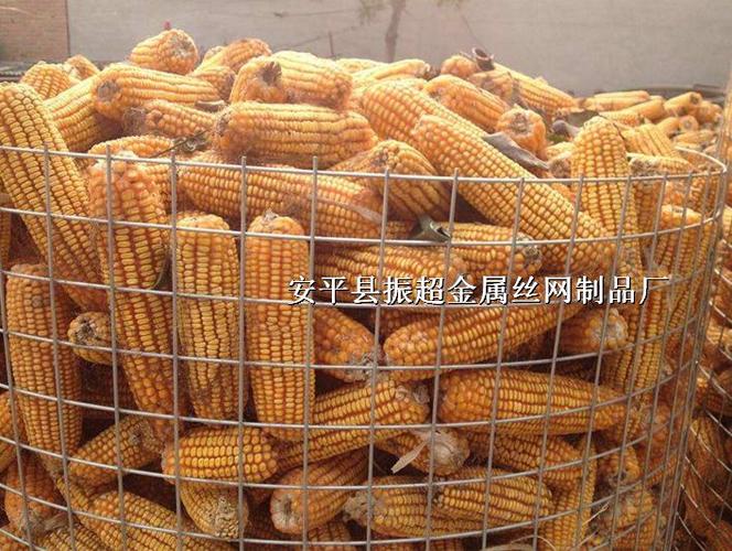 玉米收獲后的貯藏要點及玉米種植技術指南